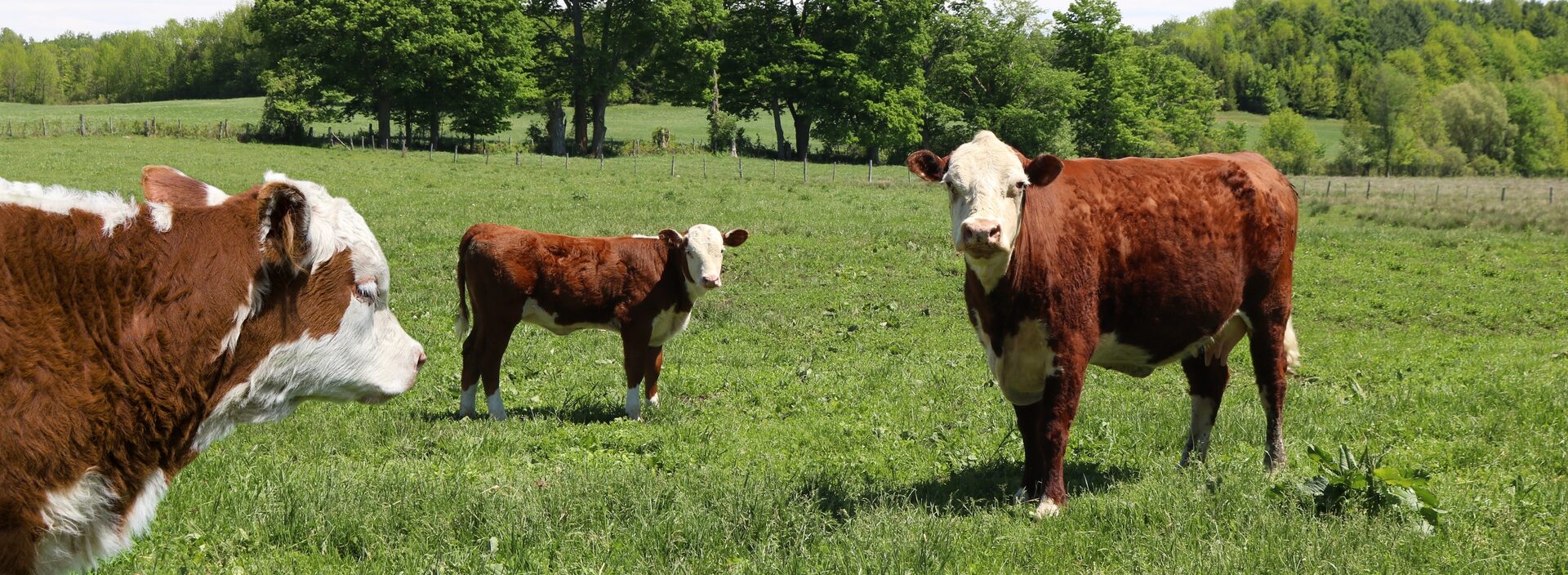 Campo ganadero en Uruguay
