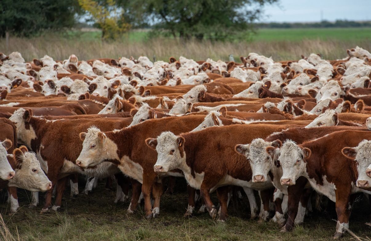 Rodeo en campo